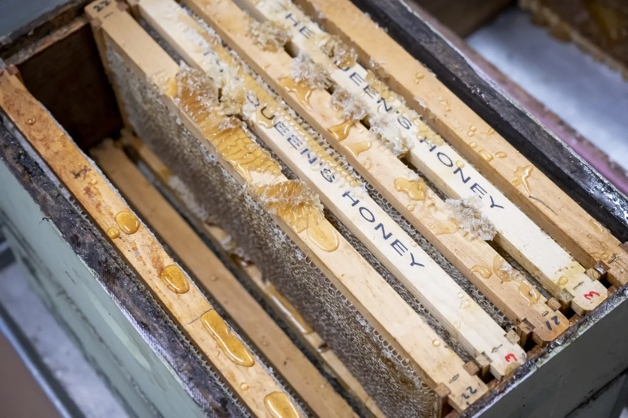 DHS Employees Extract Honey From Bees on Campus (017) Image: DHS Employees Extract Honey From Bees on Campus (017)