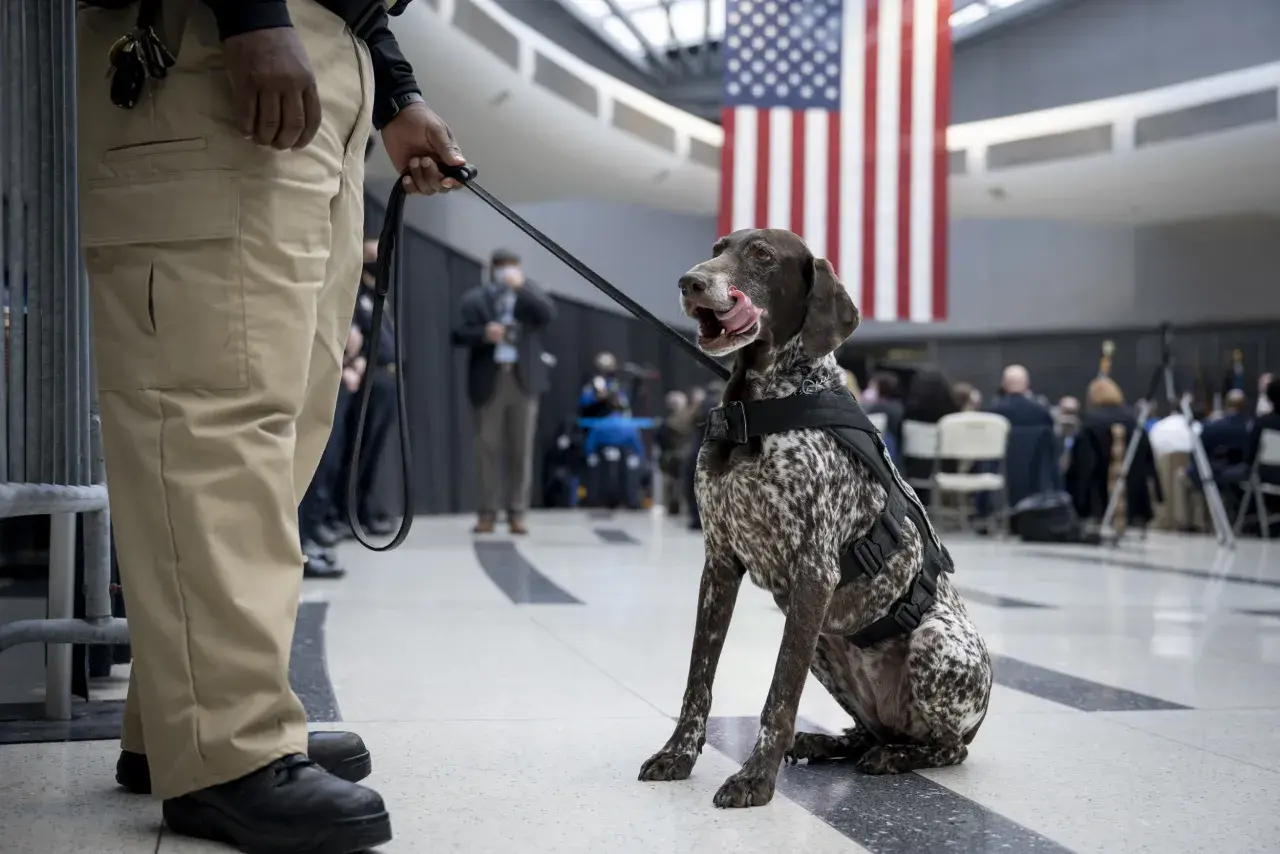 DHS K9 at PHL Airport Image: DHS K9 at PHL Airport
