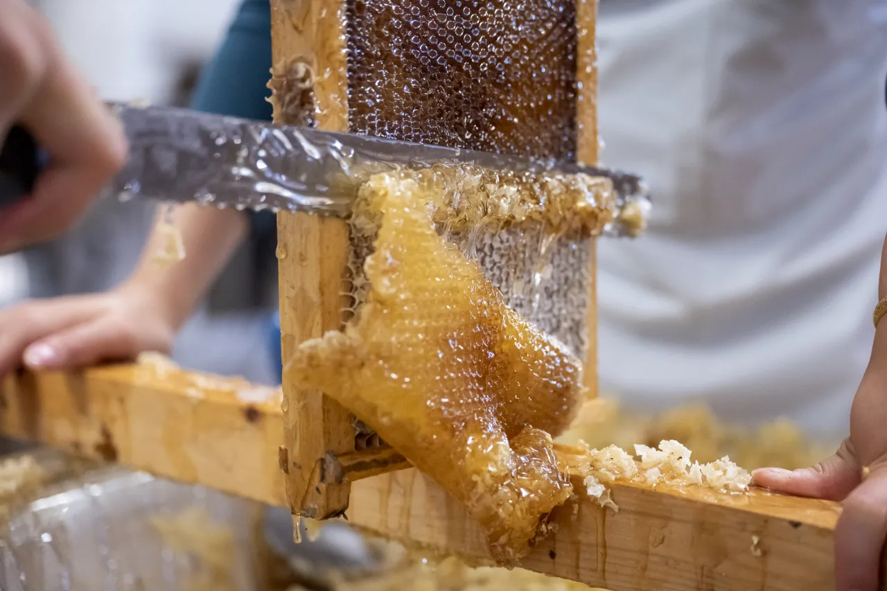 DHS Employees Extract Honey From Bees on Campus (067) Image: DHS Employees Extract Honey From Bees on Campus (067)