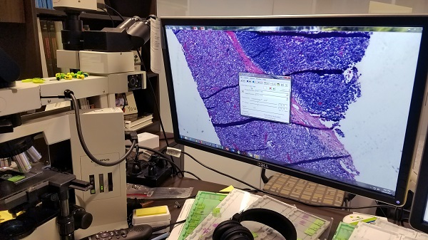 Videoconferencing from a lab between a veterinary researcher in his lab and a conference room full of scientists shown in the upper right corner of the monitor.