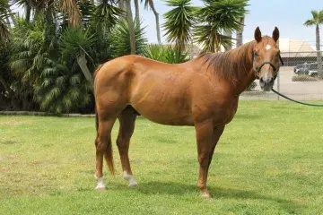 In Memoriam photo of Equine Seamus, CBP, US Horse Patrol
