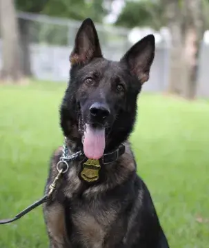 In Memoriam photo of K9 Bingo, CBP, Office of Field Operations