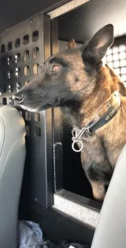 In Memoriam photo of K9 Jason, CBP, Office of Field Operations