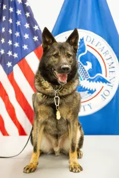 In Memoriam photo of K9 Samson, CBP, Office of Field Operations
