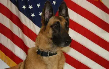 In Memoriam photo of K9 Sindy, CBP, Office of Field Operations