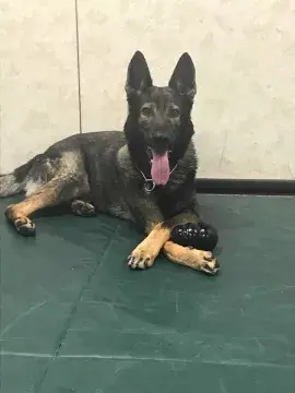 In Memoriam photo of  K9 Cako, CBP, US Border Patrol