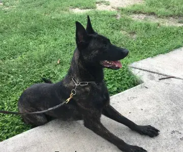 In Memoriam photo of K9 Ferdy, CBP, US Border Patrol