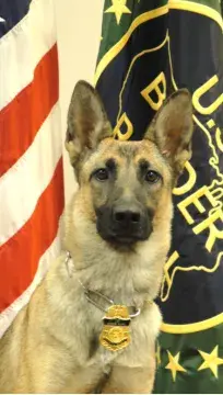 In Memoriam photo of K9 Lady-F, CBP, US Border Patrol