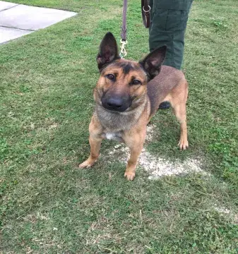 In Memoriam photo of K9 Makker, CBP, US Border Patrol