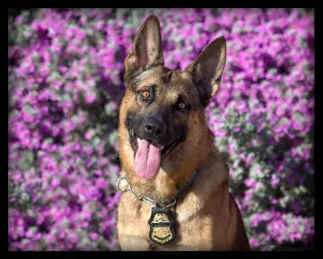 In Memoriam photo of K9 Tommie-D, CBP, US Border Patrol