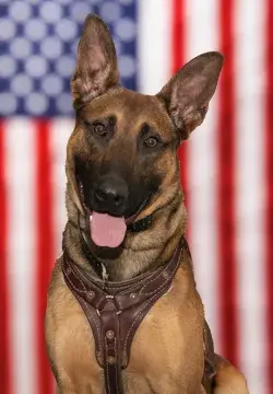 In Memoriam photo of K9 Bolo, US Secret Service
