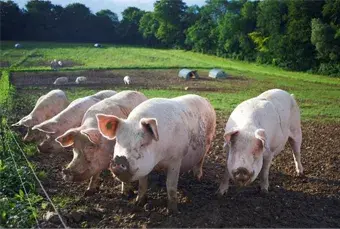 pigs on a farm