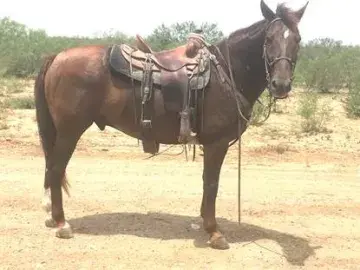 In Memoriam photo of Equine Jayce, U.S. Border Patrol, U.S. Customs and Border Protection. End of Watch: 9/12/2022.