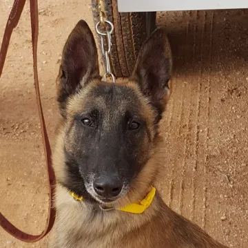 In Memoriam photo of K9 Janis, Office of Field Operations, U.S. Customs and Border Protection. End of Watch: 5/9/2022.