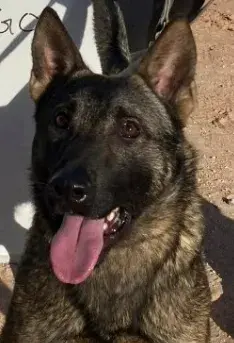 In Memoriam photo of K9 Chicago, U.S. Border Patrol, U.S. Customs and Border Protection. End of Watch: 2/19/2023
