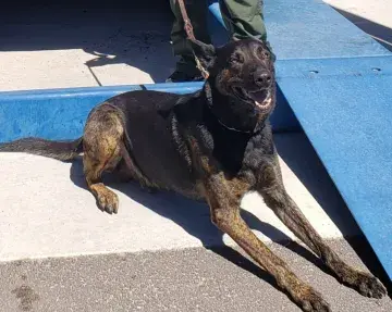 In Memoriam photo of K9 Karzan, U.S. Border Patrol, U.S. Customs and Border Protection. End of Watch: 5/3/2022