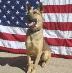 In Memoriam photo of K9 Lotto, U.S. Border Patrol, U.S. Customs and Border Protection. End of Watch: 6/5/2022.
