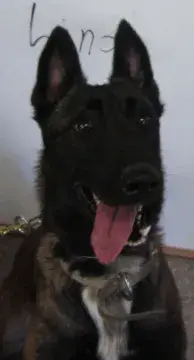 In Memoriam photo of K9 Lina, Office of Field Operations, U.S. Customs and Border Patrol. End of Watch: 2/17/2023
