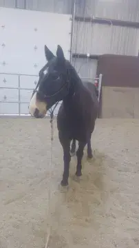 In Memoriam photo of Equine, Steve, U.S. Border Patrol, U.S. Customs and Border Protection. End of Watch: 6/27/2022.