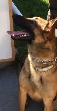 In Memoriam photo of K9 Schay, Office of Field Operations, Customs and Border Protection. End of Watch: 11/23/2022