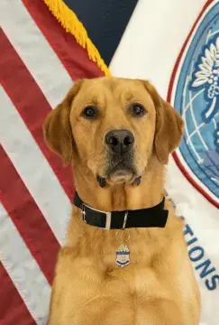 In Memoriam photo for K9 Treker, Office of Field Operations, U.S. Customs and Border Protection. End of Watch: 6/1/2022.